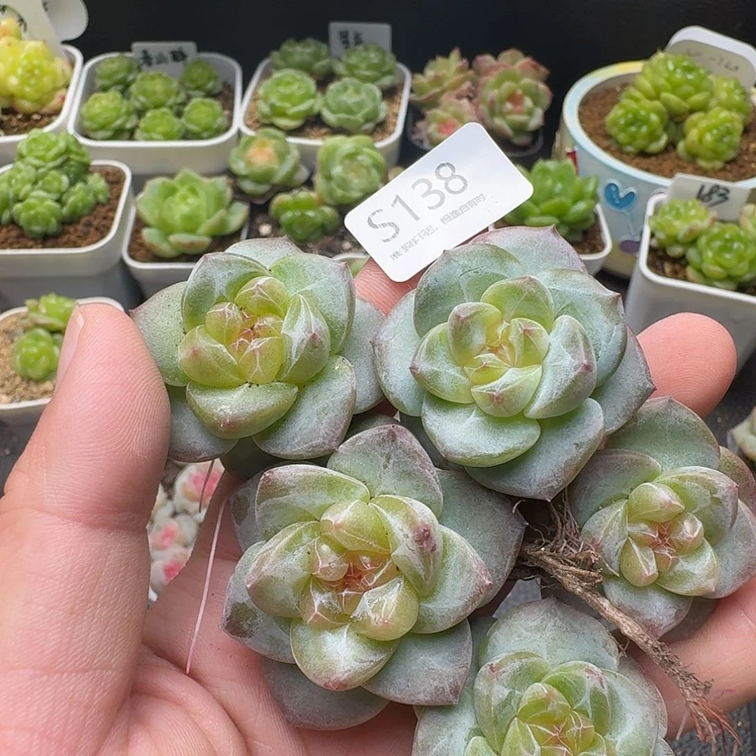 一物一拍一盒806-138