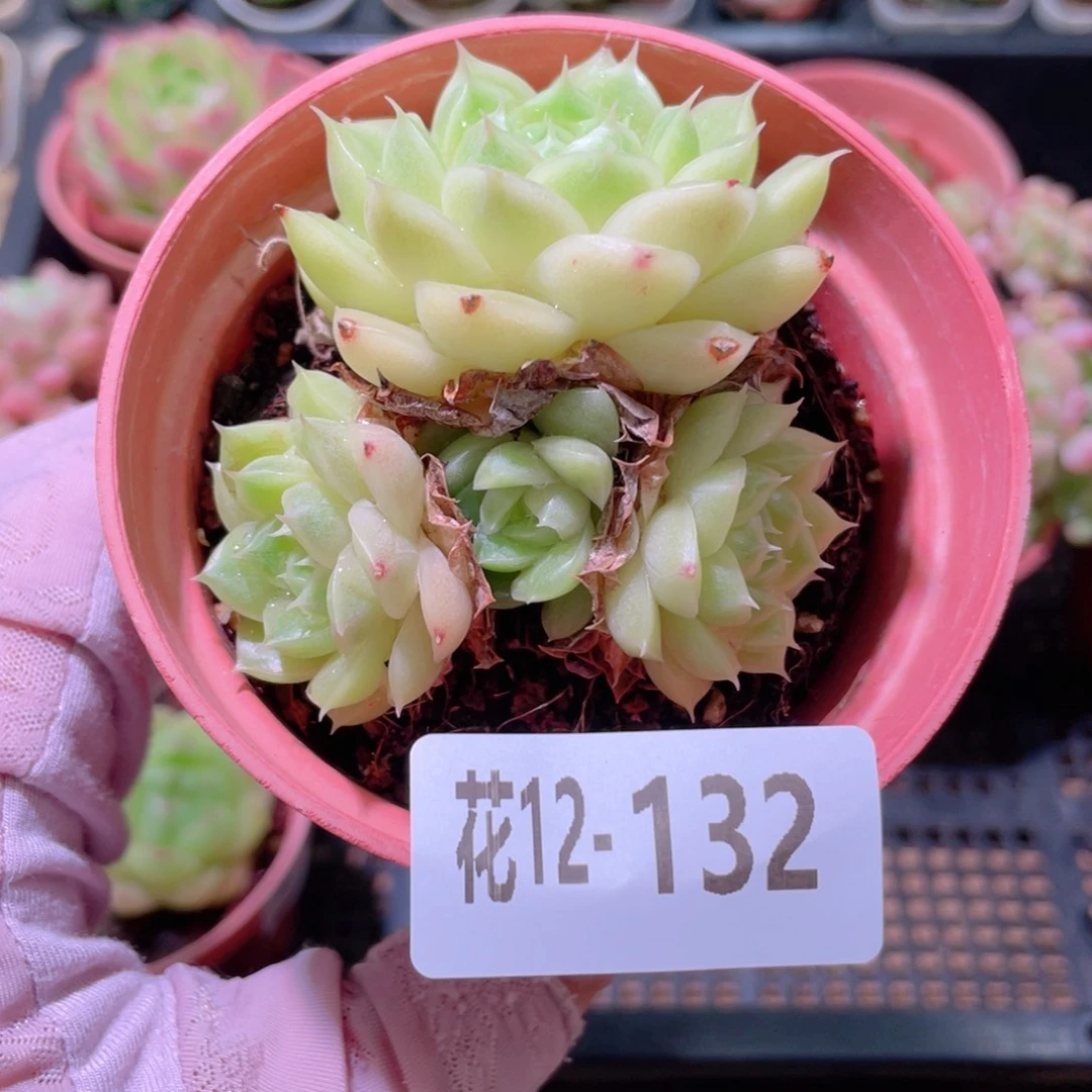 花利美12-132麦秆群