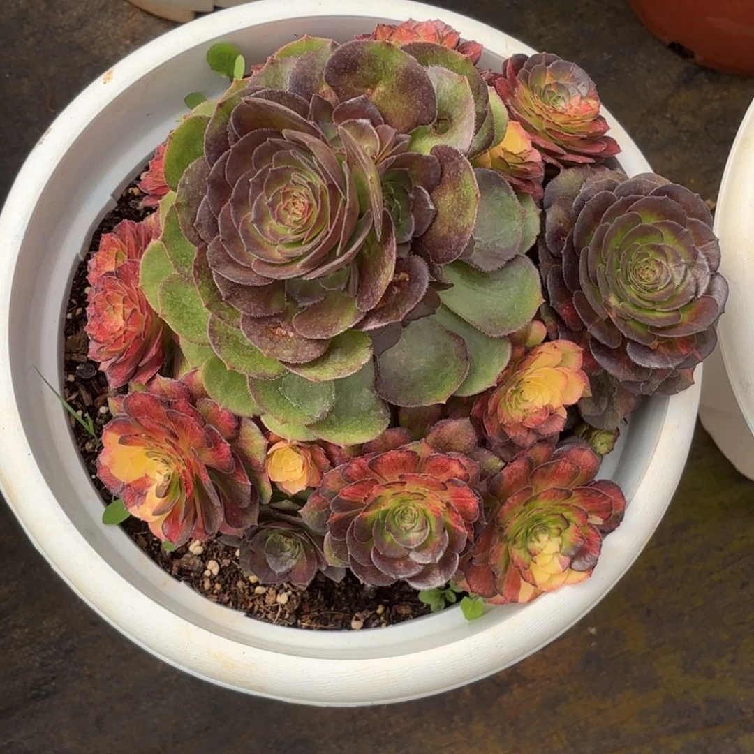 云南多肉植物海王七彩