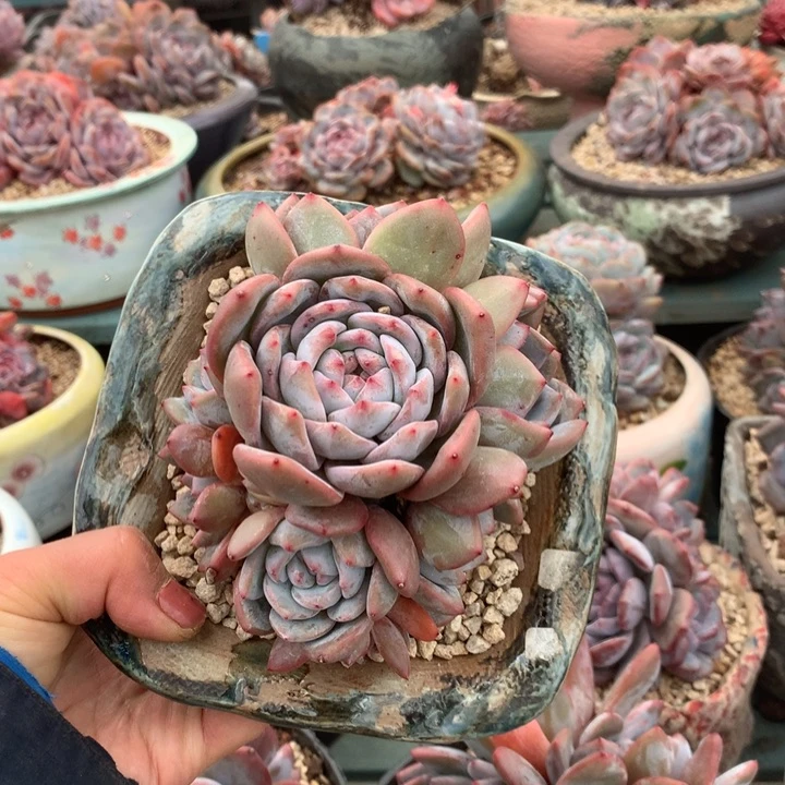 子秋花花花花花花花花