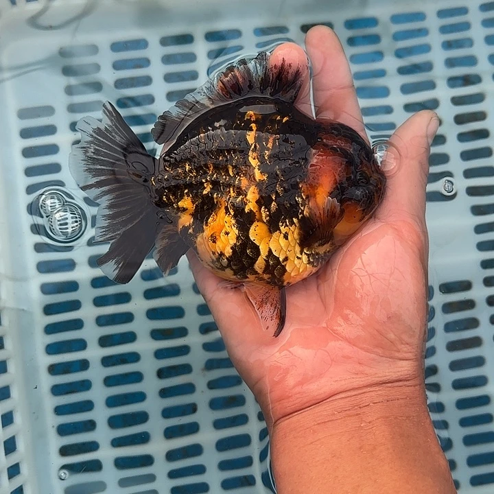 金鱼包邮123456789