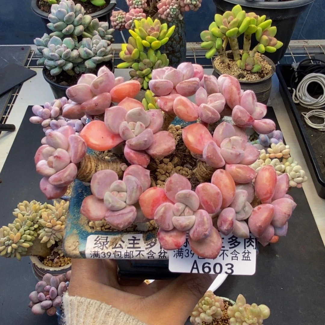 603花斑鹿多肉8c m