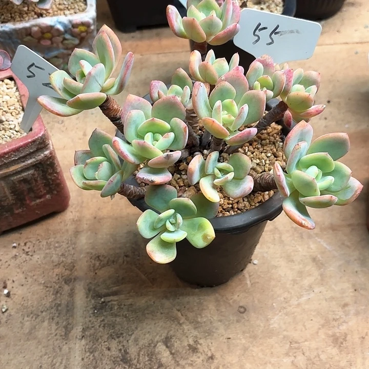 多肉植物，白月光55号