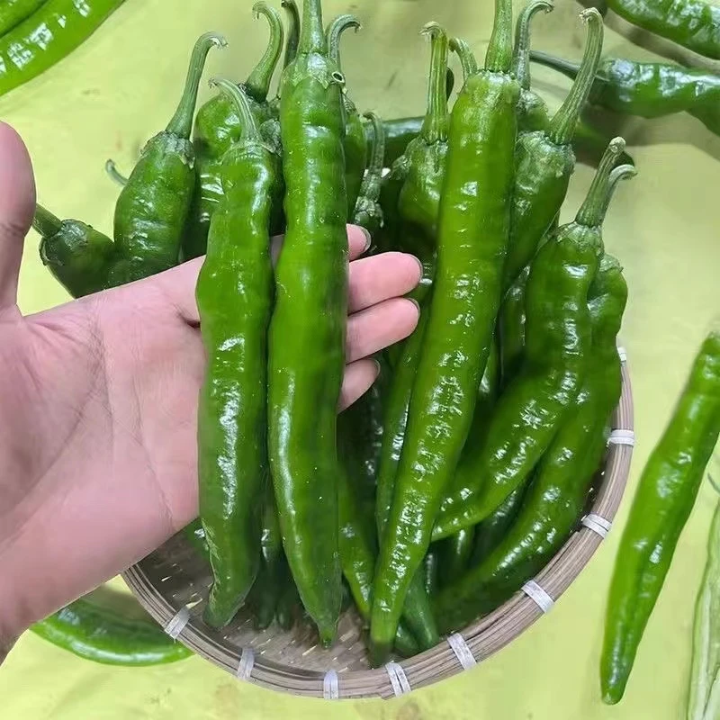 农家自种薄皮青椒3斤当季时令微辣软皮辣椒新鲜牛角椒虎皮尖椒