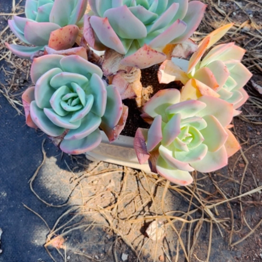 【闪购商品】℡**ᝰ白凤