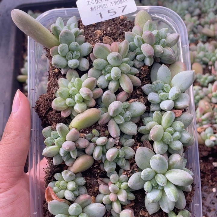 云糖心多肉植物157