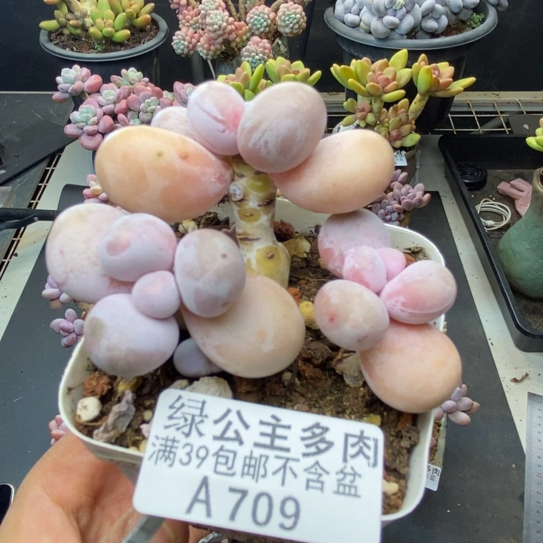 709水光针多肉7c m