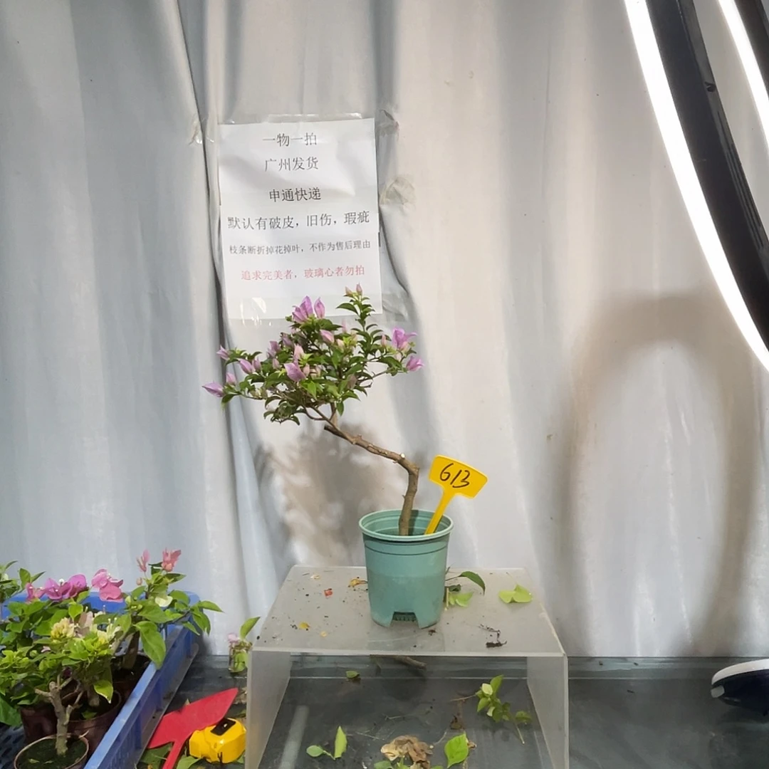 当前无花栽培后可以开花613巴西紫扦插
