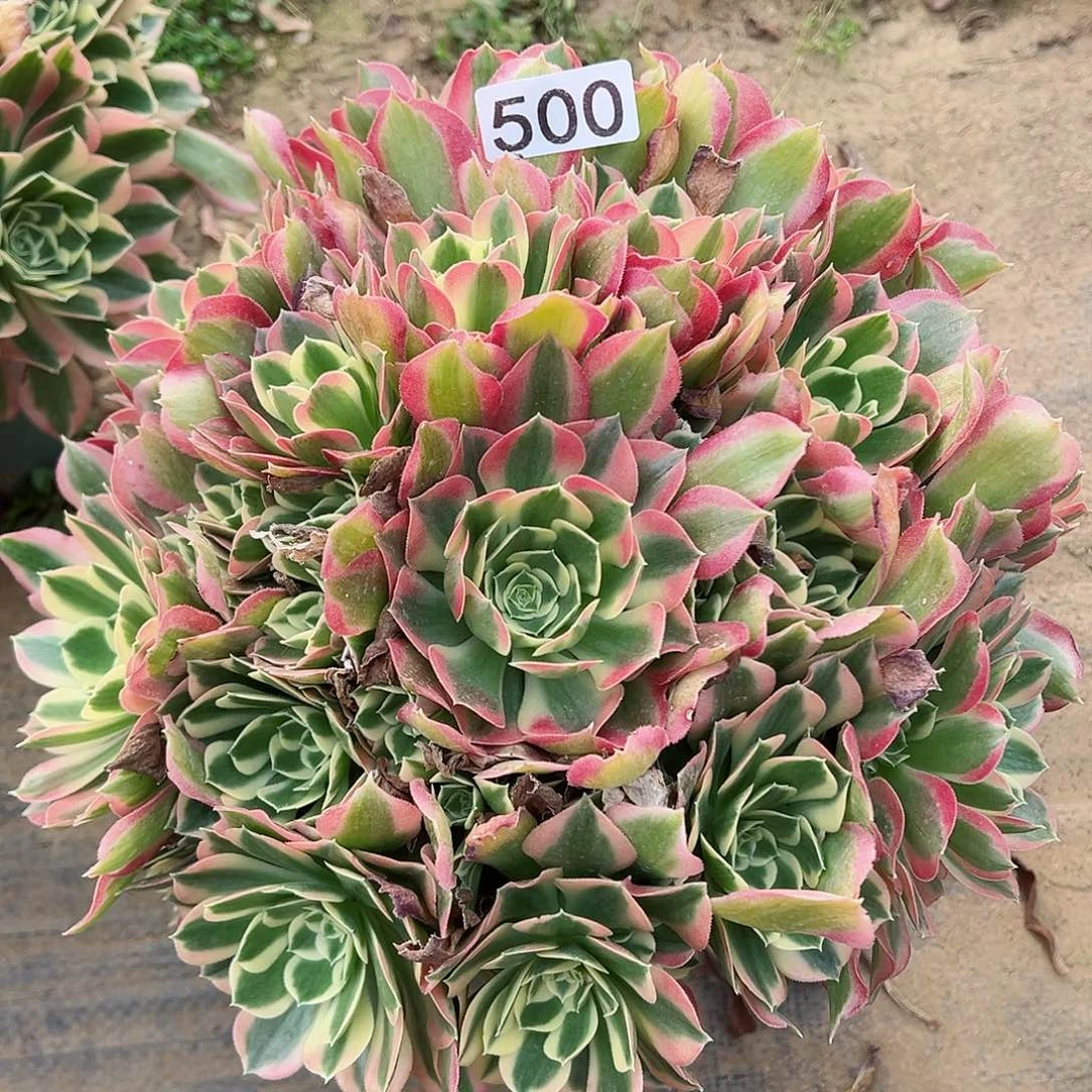 紫砂茶宠白凤老桩一颗500