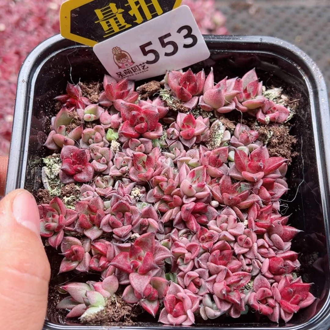 多肉植物多肉植物