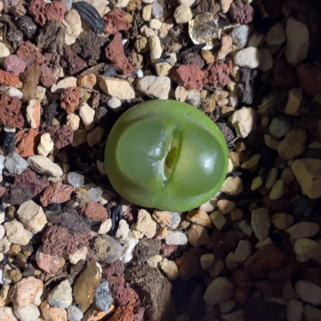 单头雪茄植物一物一拍