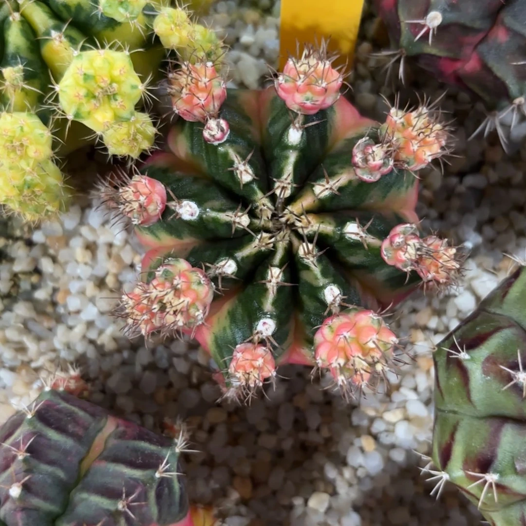 178-0104泰国发货多肉