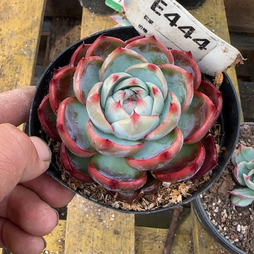 玫瑰惊鸿一物一拍包装收缩花旱444