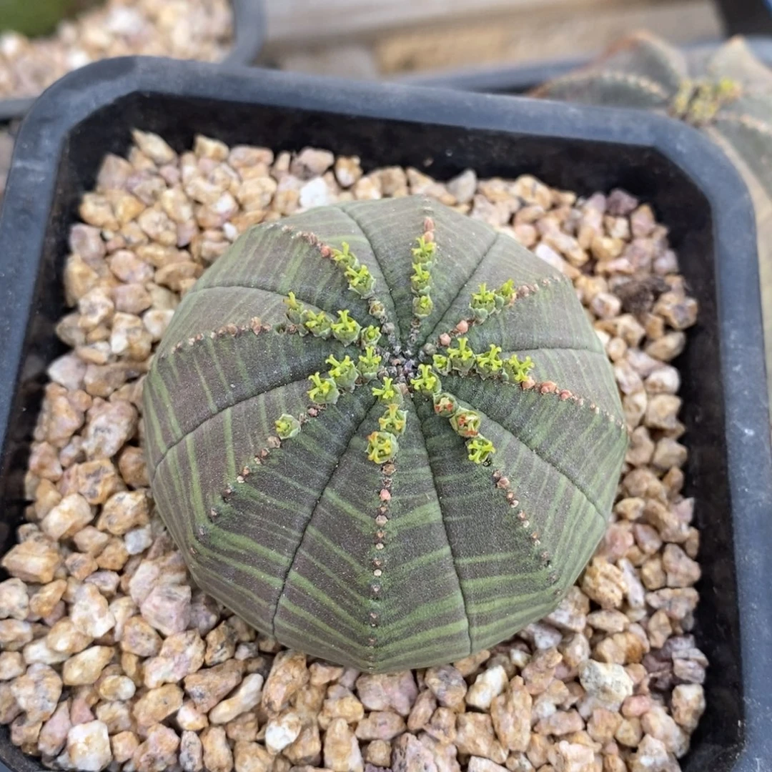 14 欧系实生布纹球多肉植物