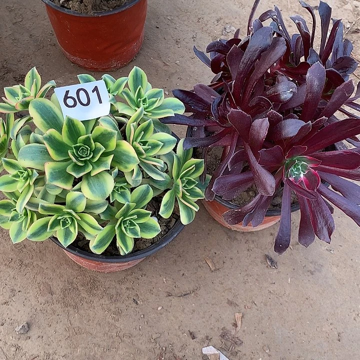 无花朵601星爆➕赤霞飞南