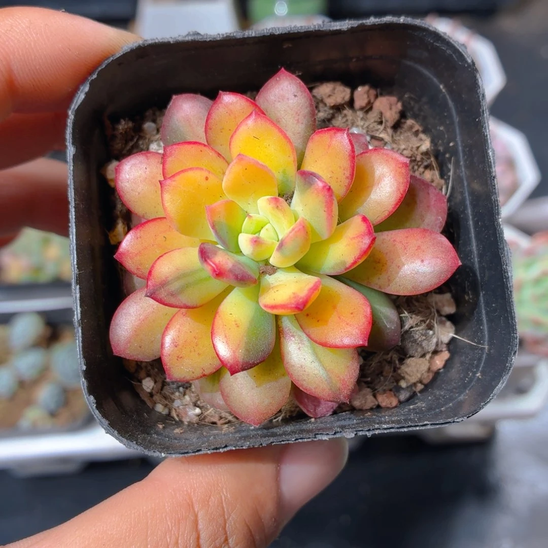 叮当锦多肉9.9包邮发货