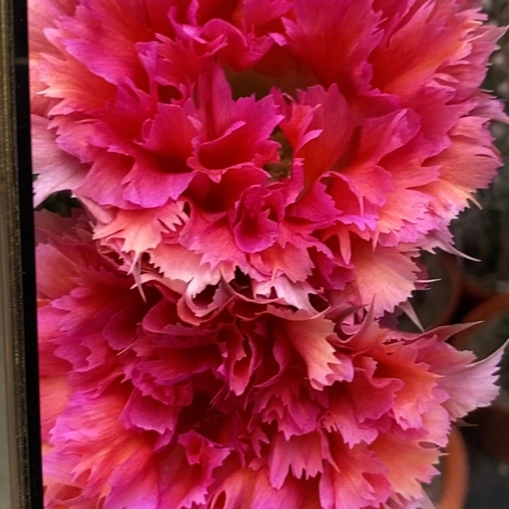 彩草羽毛2号7.5公分左右