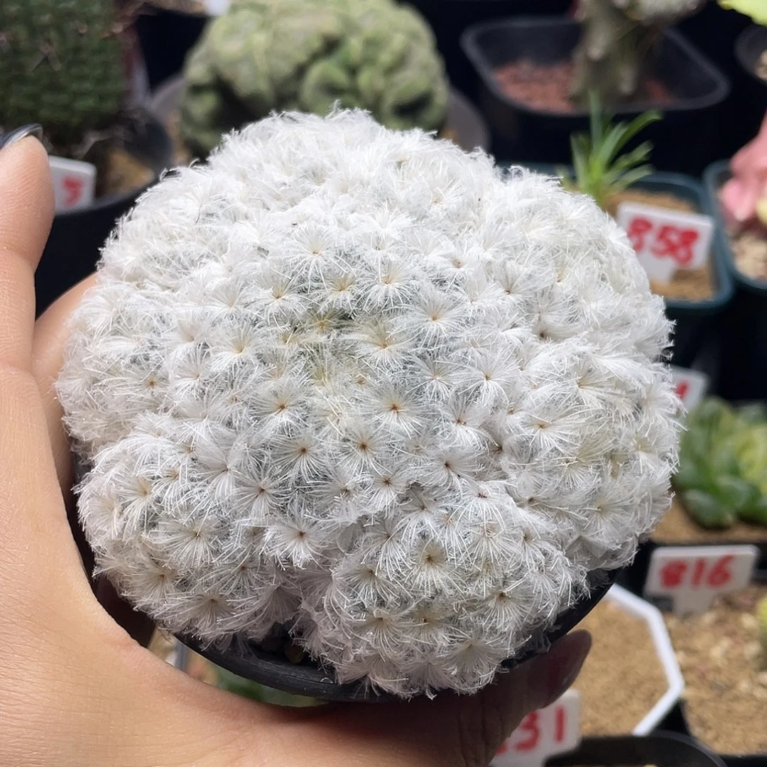 实生羽毛佛头白星群仙人球
