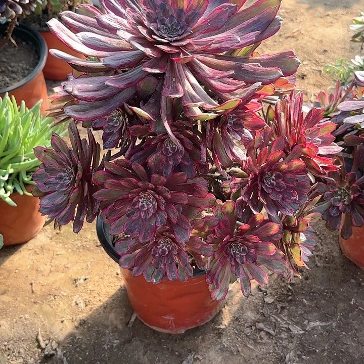 多肉植物法师紫霞仙子19