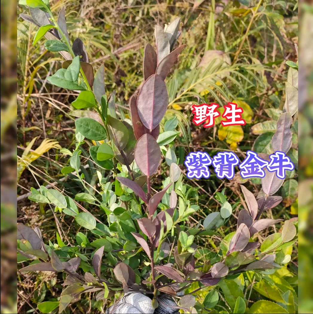 广东深山紫背金牛 金不换蛇总管叶叶一枝花蒸鱼宝宝去疳积