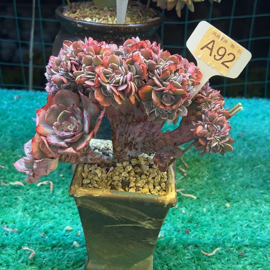 蓝粉台阁缀化，，，，，，，，，