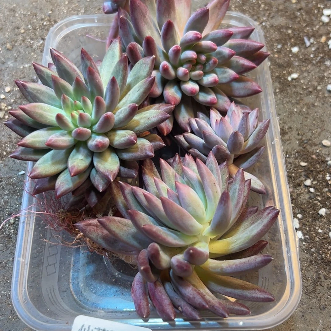 276地方出差vvvvvv