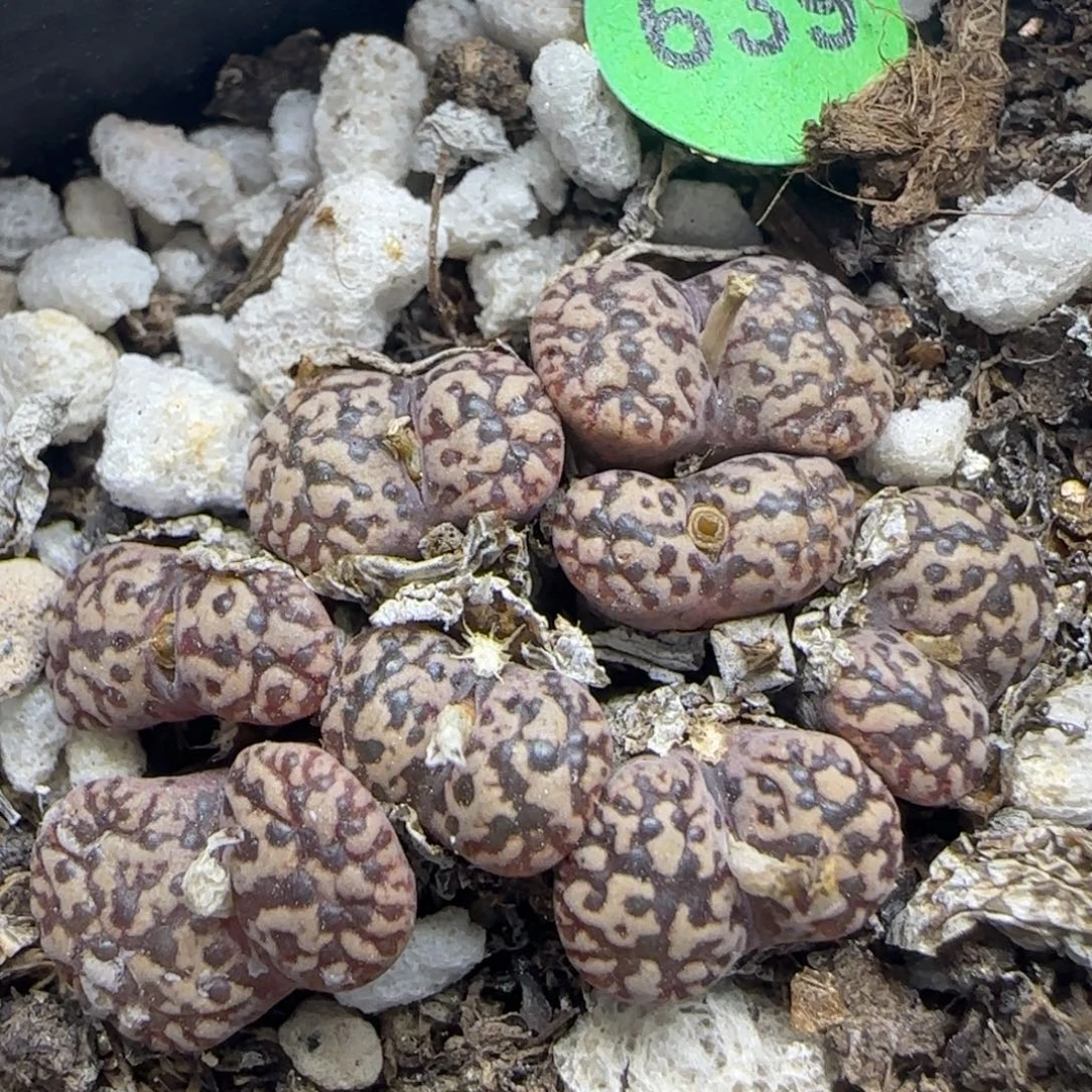 泡泡勋章群多肉植物639
