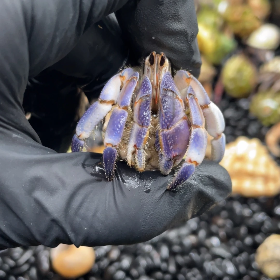 星空色胖球紫陆1.8