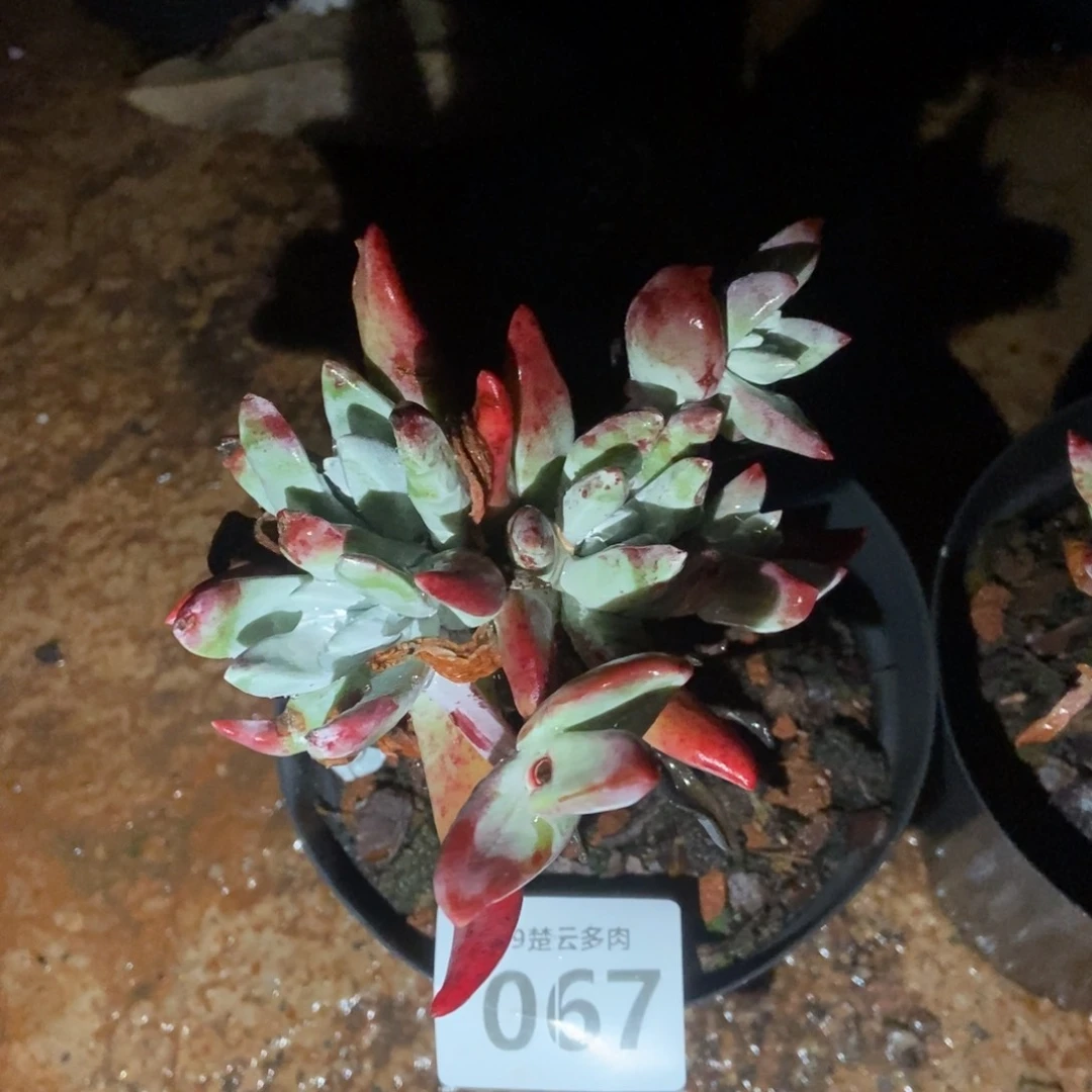 057初霜多肉植物