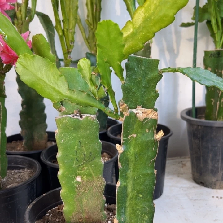 当前无花栽培后可以开花于***途628