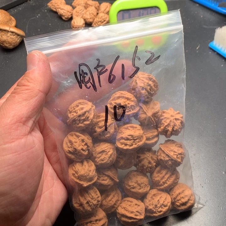 文玩核桃吊坠用****2野生精品小蓝核桃散籽