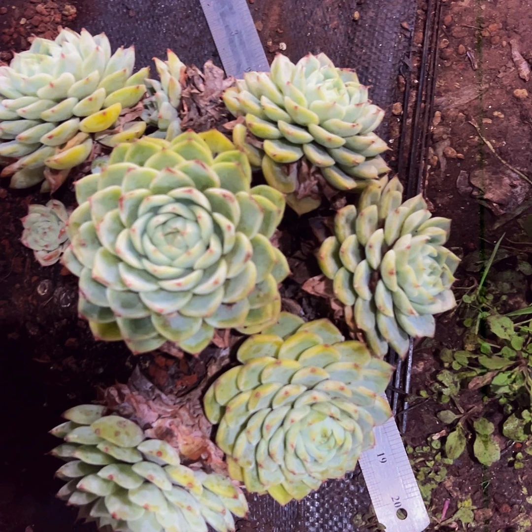 水晶老桩脱土包邮