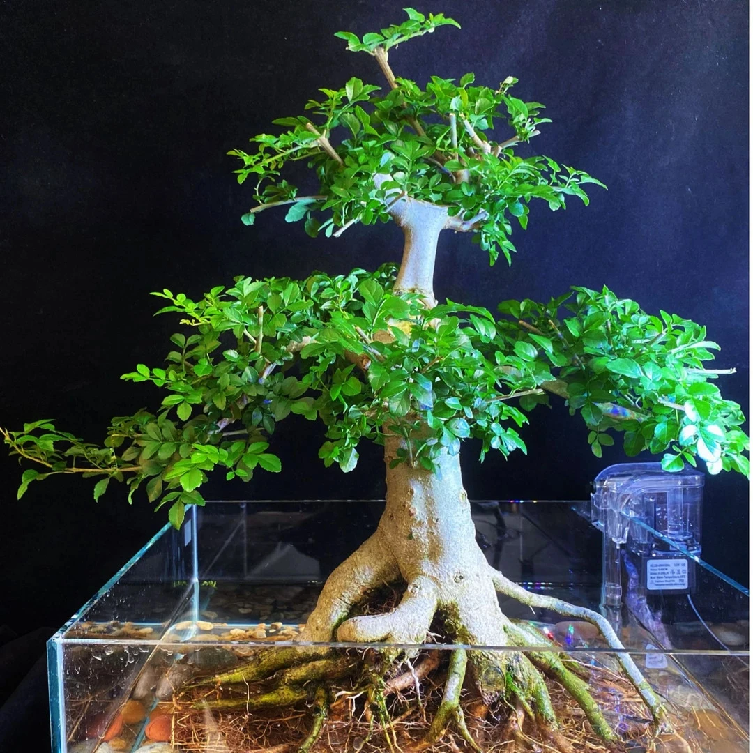 水培绿植鱼缸造景 水杨梅 水白蜡  直播间一物一拍美观水培植物