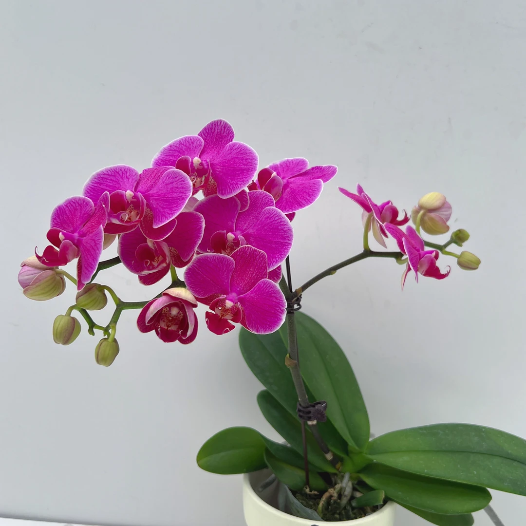 蝴蝶兰《梦叶萝莉》红色系桌面花室内花卉绿植长花期 基地直发