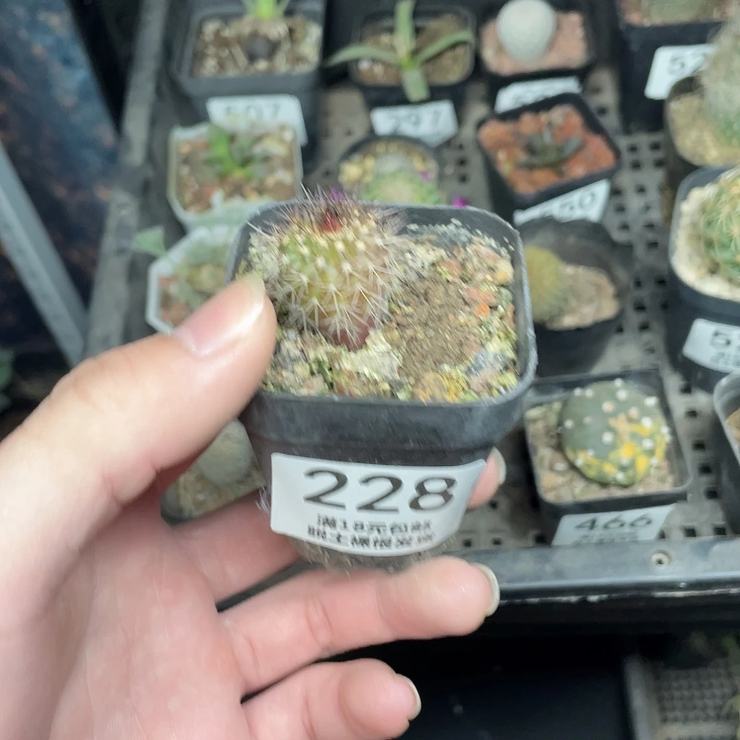 228尤博球（满18包邮）