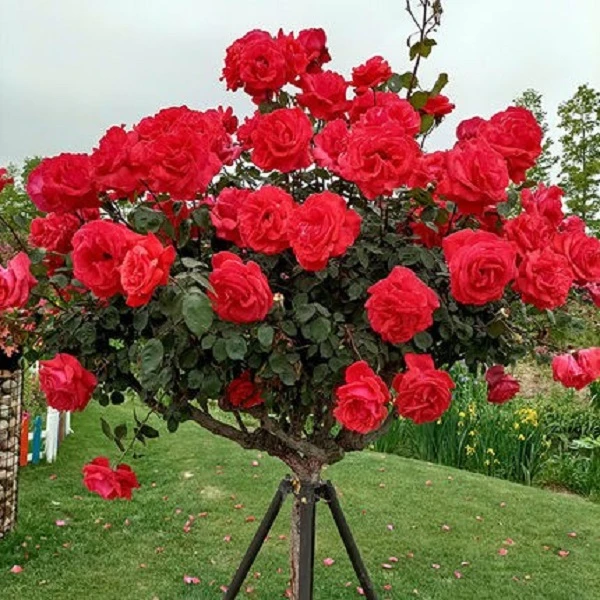 树状月季花苗【大花国红】