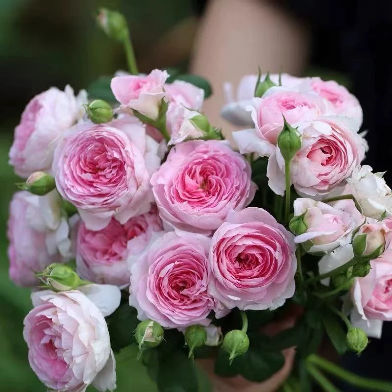 Y1.2-1.3米【我的心】藤本月季花苗蔷薇庭院爬藤植物花卉玫瑰花苗四