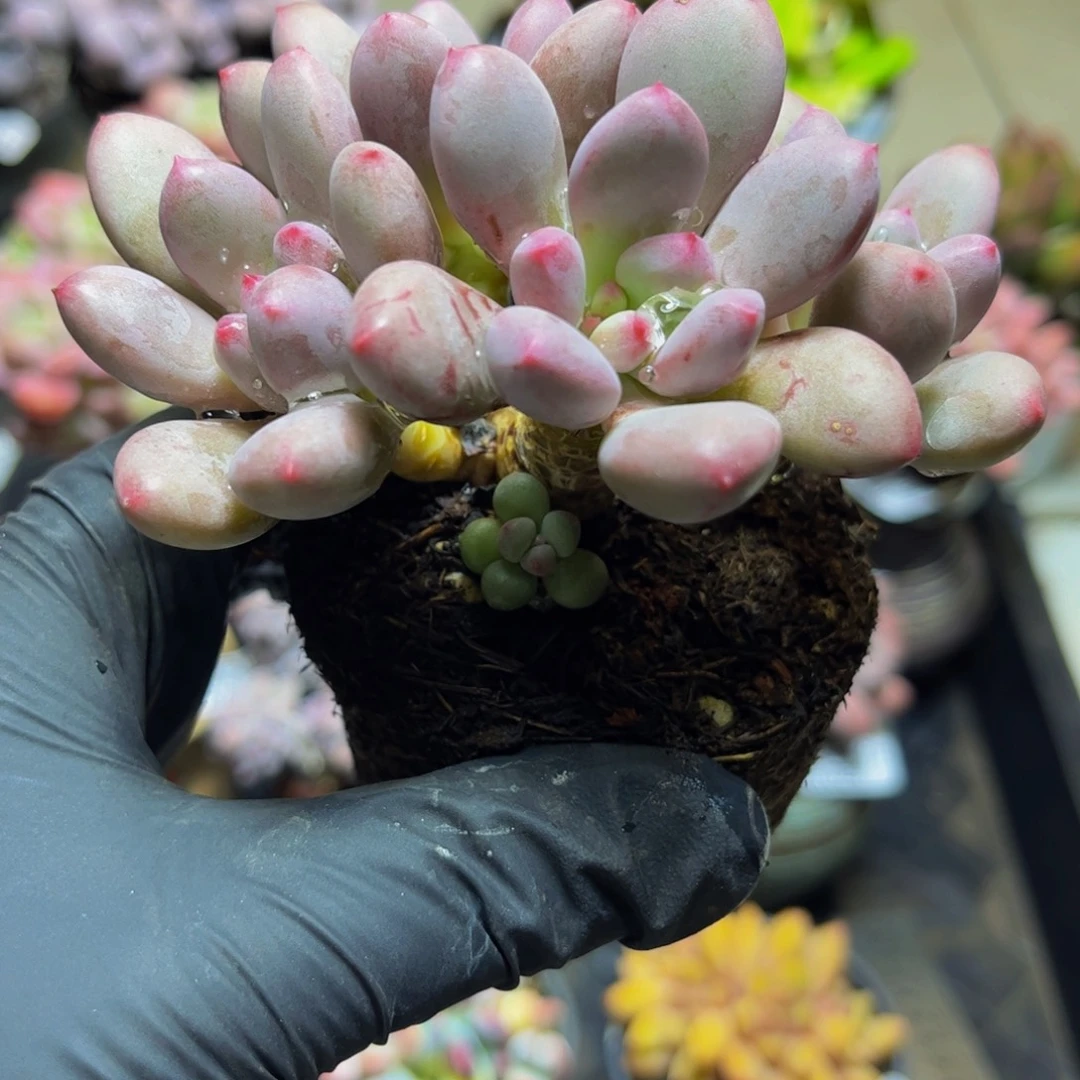 105桃花仙子奶酪9厘米多肉