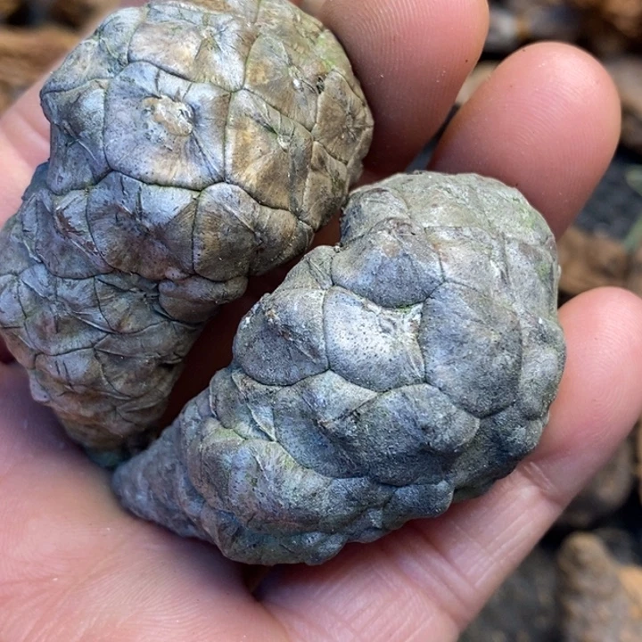 吊坠文玩核桃娜姐175