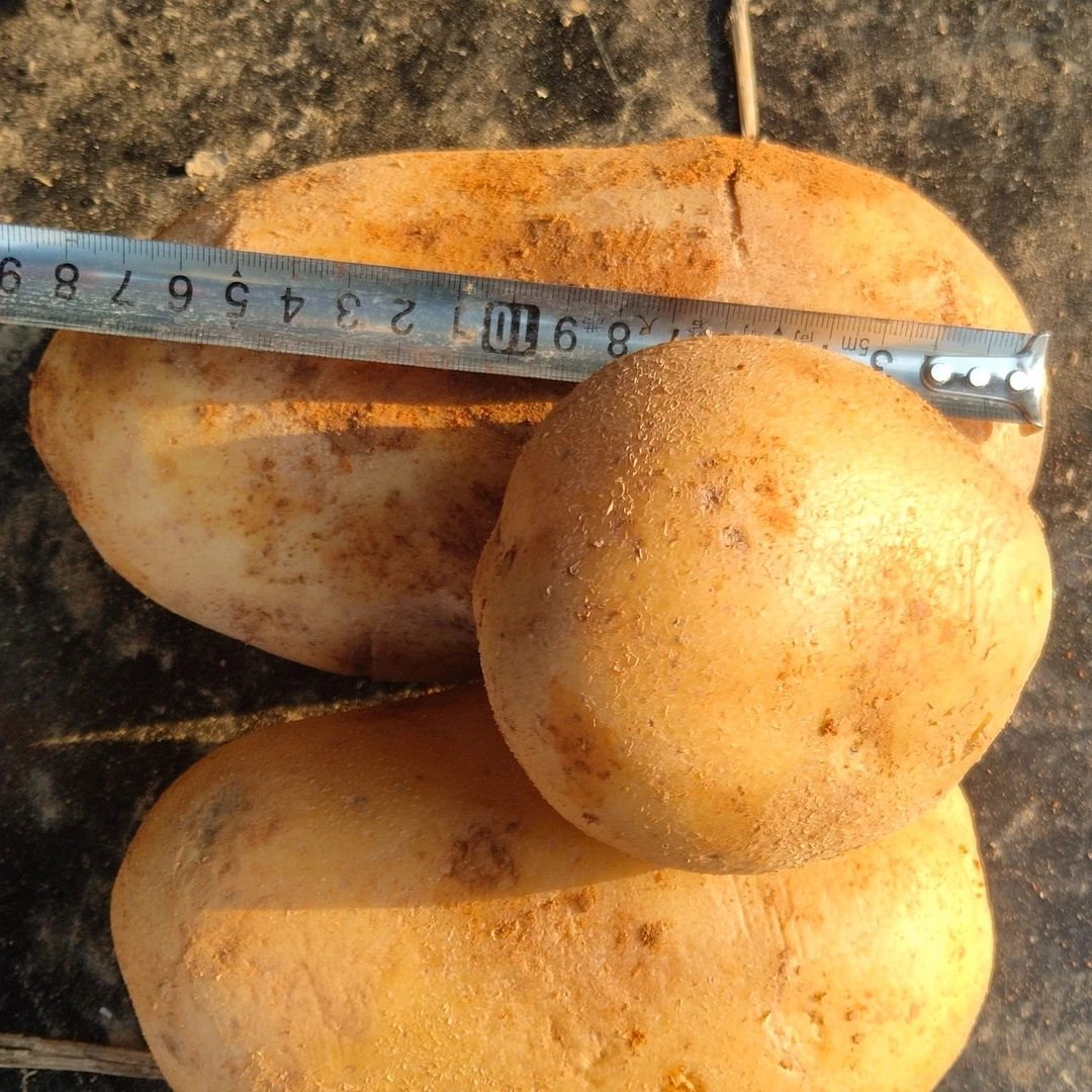 农家自种黄心马铃薯