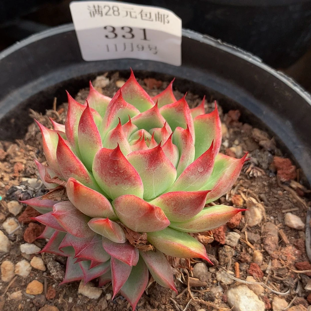 【闪购商品】云331号