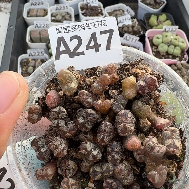 247多肉植物多肉植物