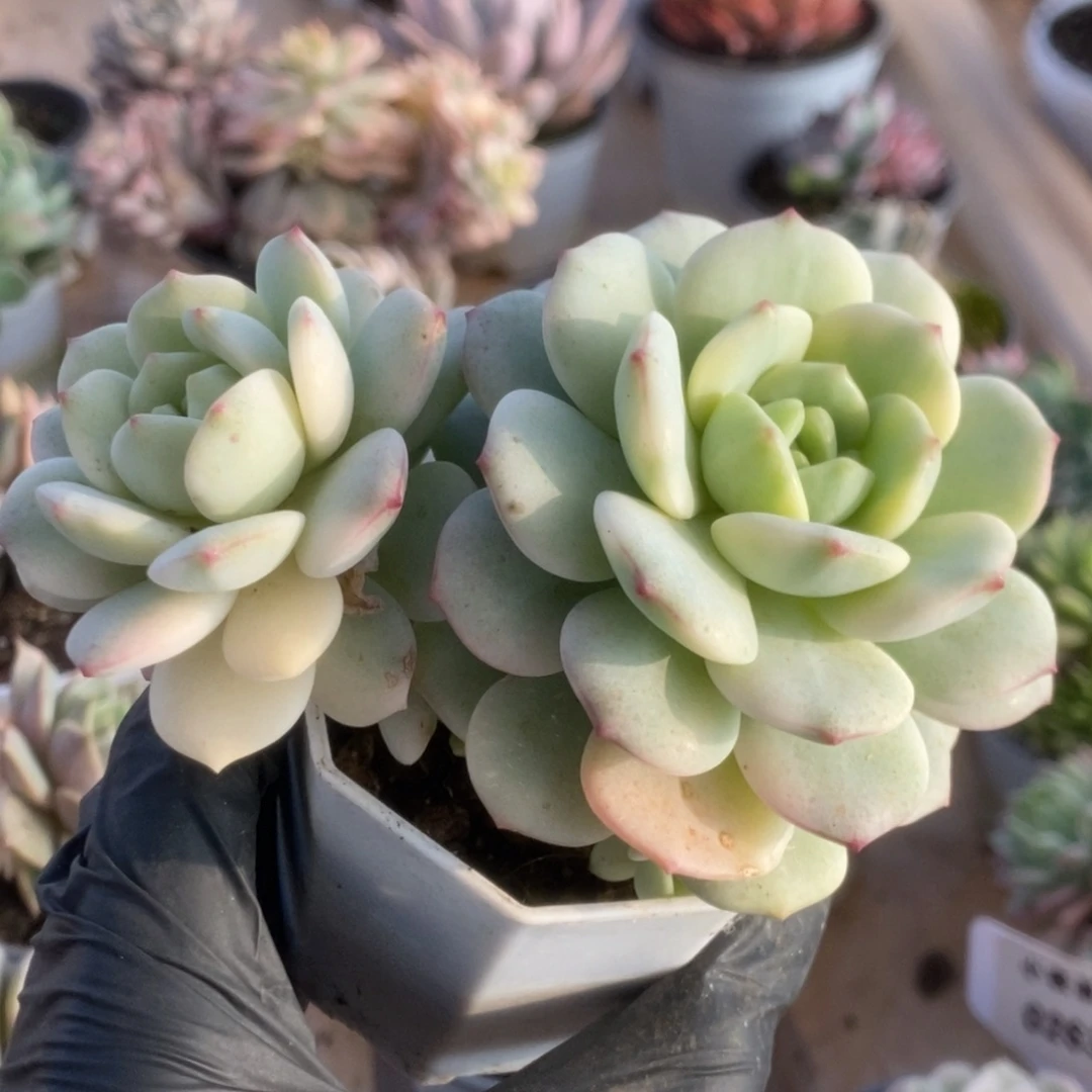 大*035香草锦锦锦锦锦锦