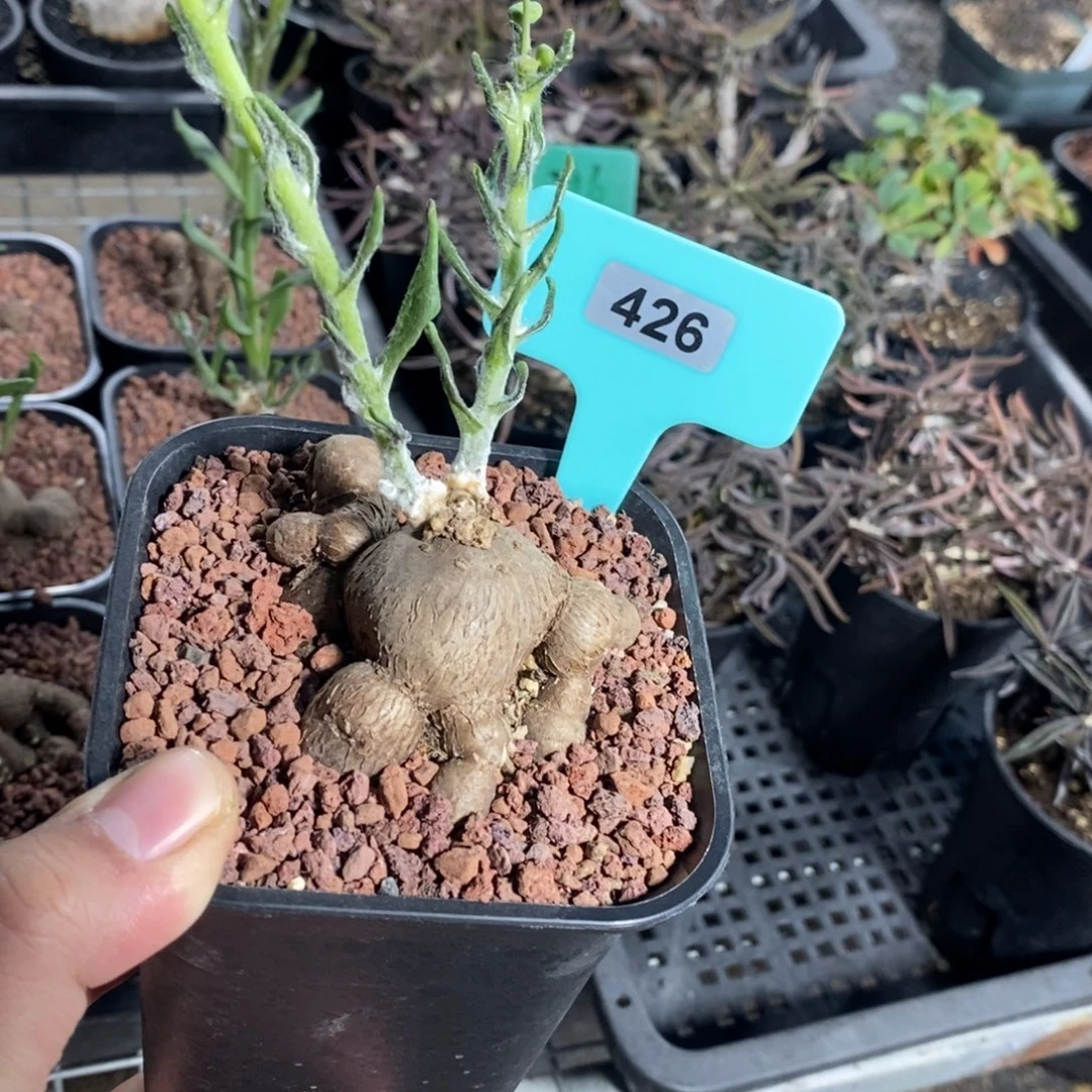 海星厚炖菊一个多肉