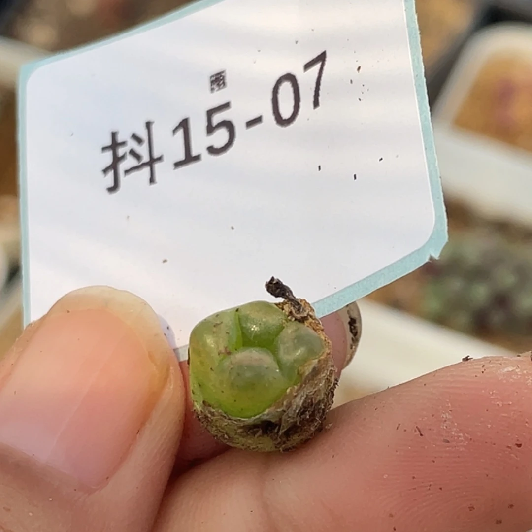 15-7毛毛多肉植物