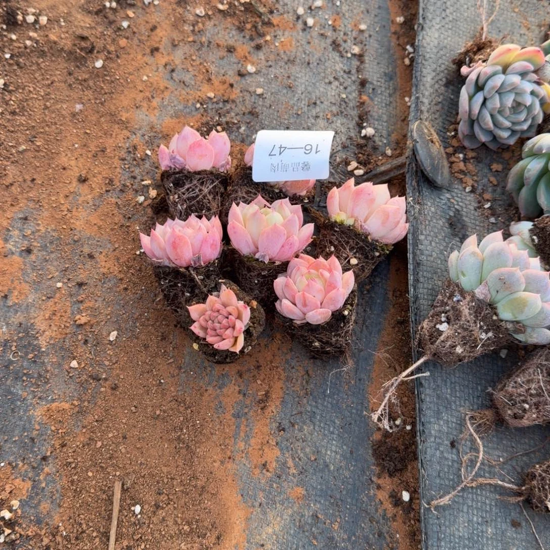 良***人细叶珍妮带颜色十五颗量拍16-47