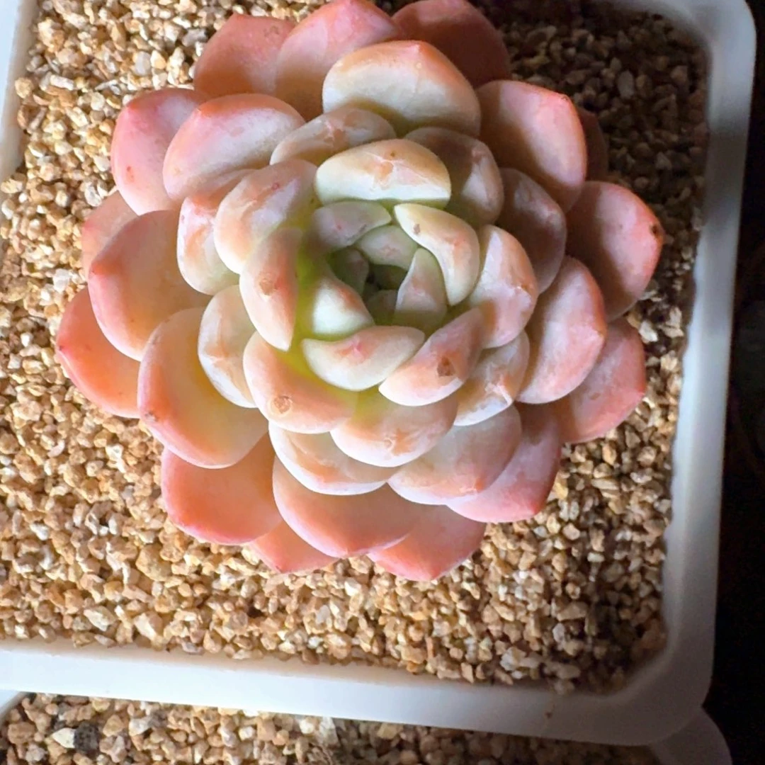 专拍链接多肉精品单头