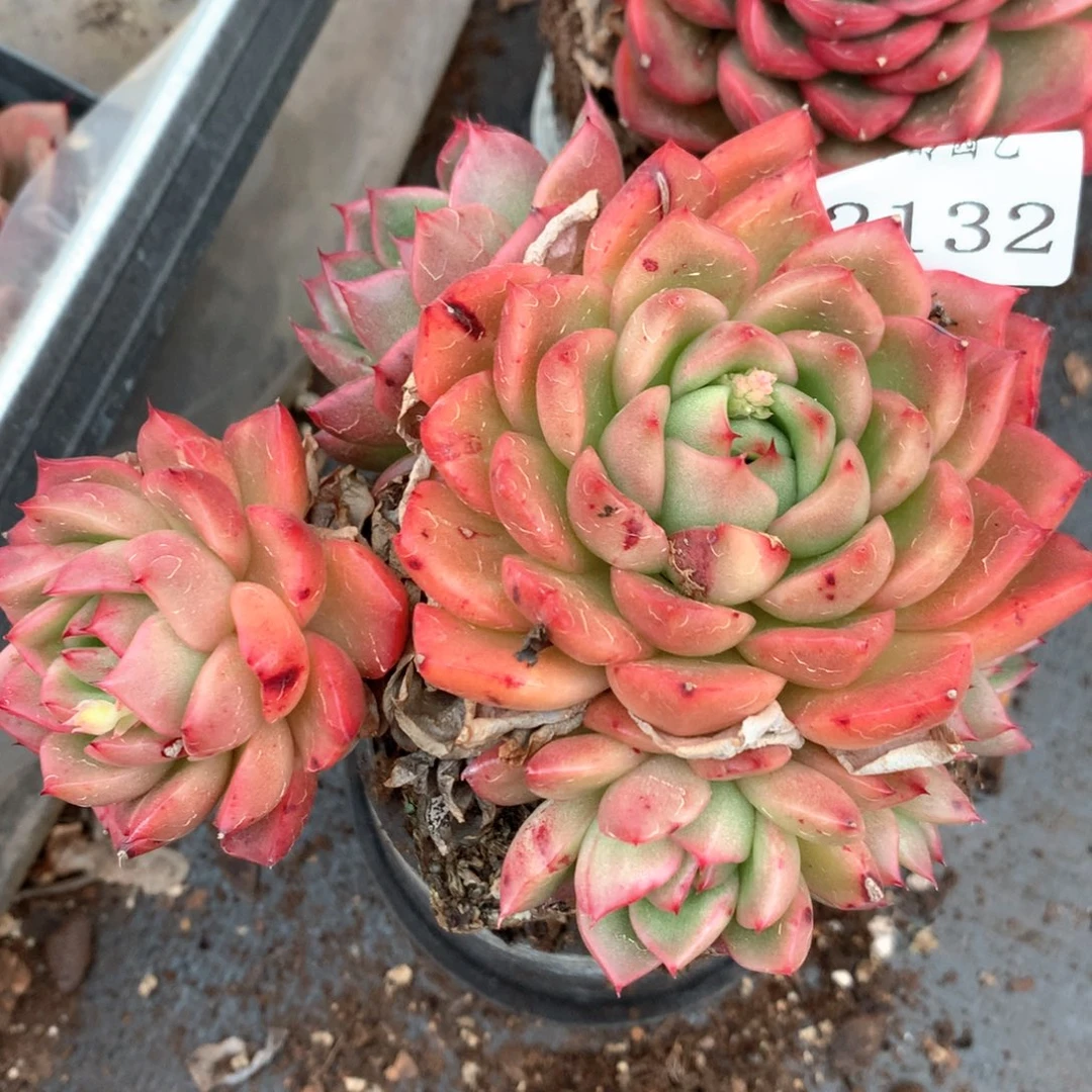 2132杂交多肉植物