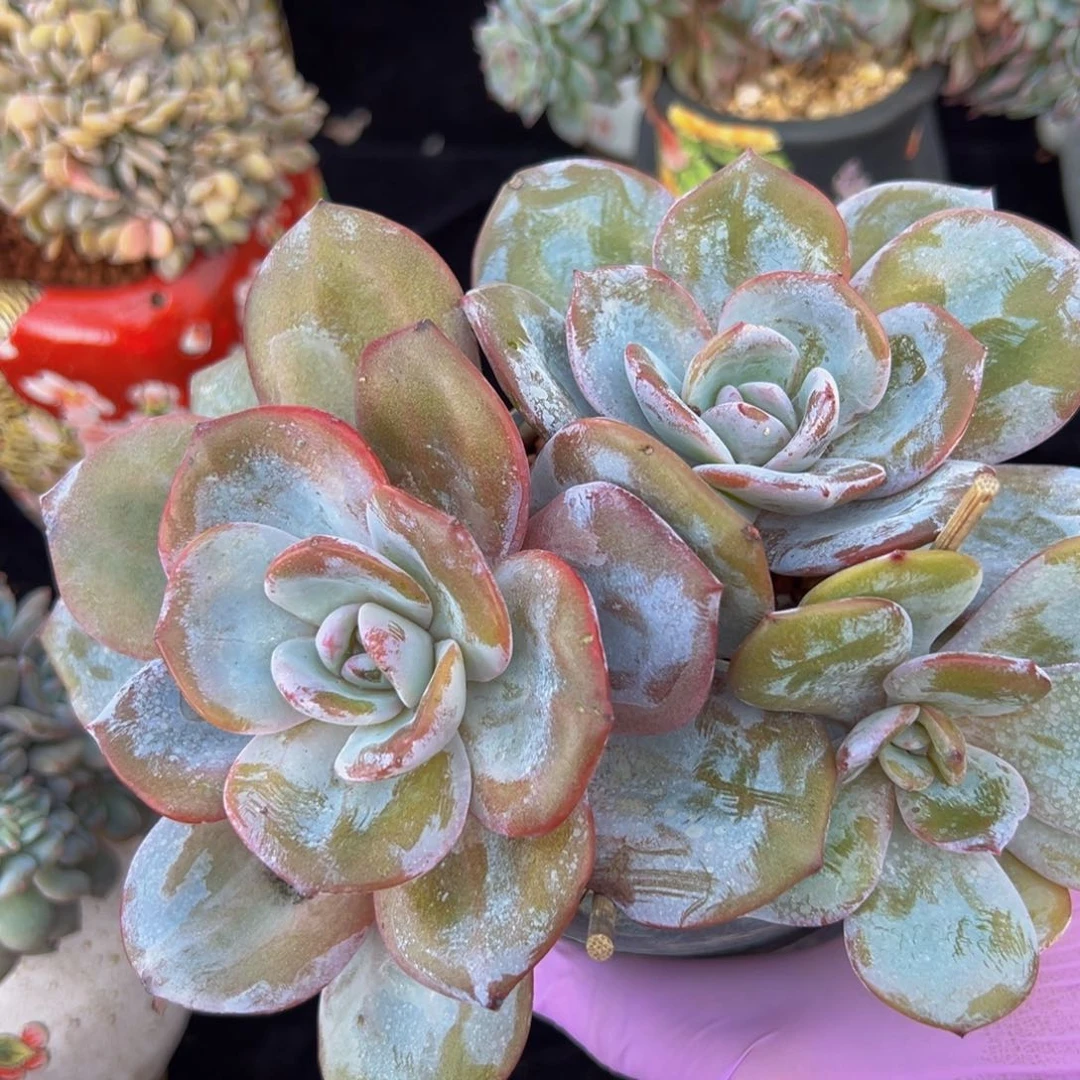 奶茶无砍粗桩 新年快乐 新年快乐