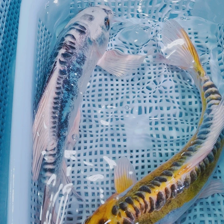 锦鲤锦鲤冷水鱼124